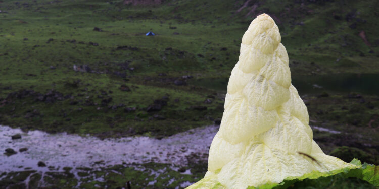 SP TAPLEJUNG KRNJO FUL