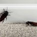 Cockroach