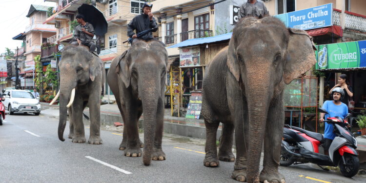 Problem in Elephant Safaris because of lower in tourists
