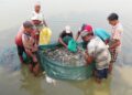 Pic fish