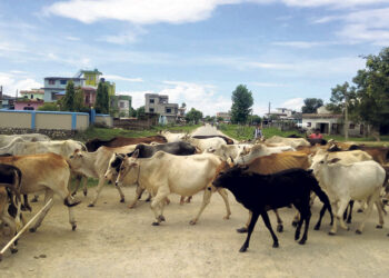 Stray cattle Tikapur