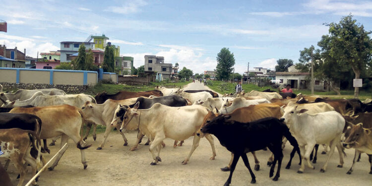Stray cattle Tikapur