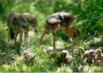 Endangered red wolves need space to stay wild