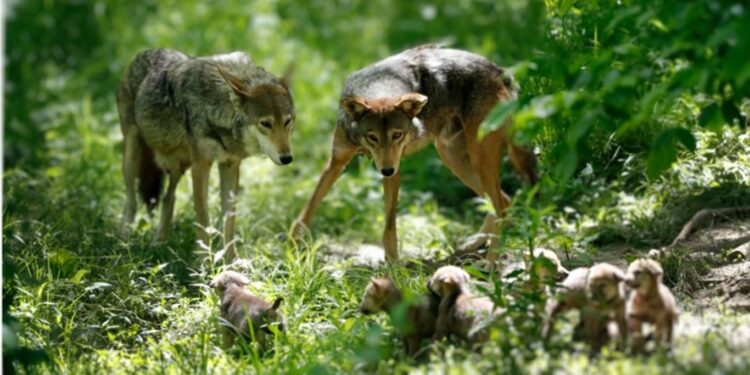 Endangered red wolves need space to stay wild