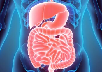 Stomach